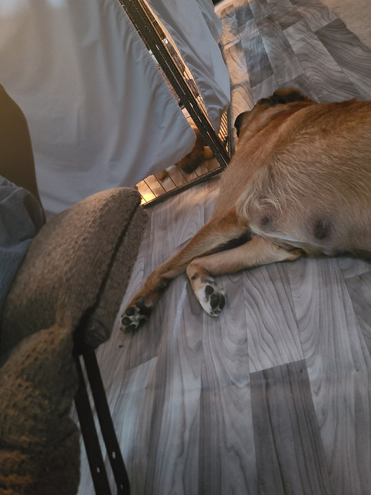 chinook dog